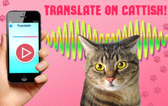 Aplicativo traduz voz humana para miado de gato